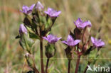 Veldgentiaan (Gentianella campestris)