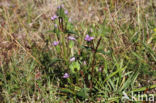 Field Gentian (Gentianella campestris)