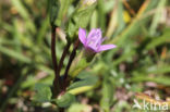 Field Gentian (Gentianella campestris)