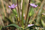 Field Gentian (Gentianella campestris)