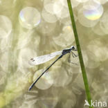 Green Emerald Damselfly (Lestes viridis)