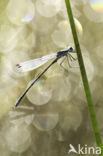 Green Emerald Damselfly (Lestes viridis)