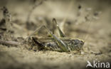 Grey Bush-cricket (Platycleis albopunctata)