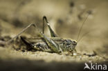 Grey Bush-cricket (Platycleis albopunctata)