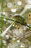 European Tree Frog (Hyla arborea)