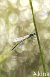 Green Emerald Damselfly (Lestes viridis)