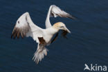 Northern Gannet (Morus bassanus)