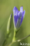 Marsh Gentian (Gentiana pneumonanthe)