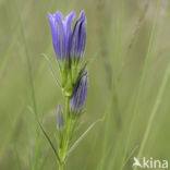 Klokjesgentiaan (Gentiana pneumonanthe)