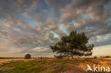 National Park Drents-Friese Wold