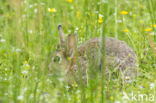 Konijn (Oryctolagus cuniculus)