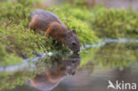 Eekhoorn (Sciurus vulgaris)