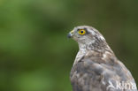 Sparrow Hawk (Accipiter nisus)