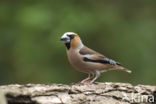 Appelvink (Coccothraustes coccothraustes)