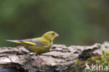 European Greenfinch (Carduelis chloris)