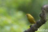 European Greenfinch (Carduelis chloris)