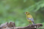 Groenling (Carduelis chloris)