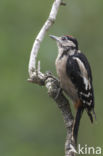 Grote Bonte Specht (Dendrocopos major)