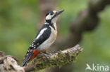 Grote Bonte Specht (Dendrocopos major)