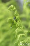 Emerald Damselfly (Lestes sponsa)