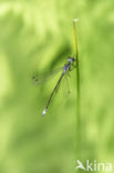 Gewone pantserjuffer (Lestes sponsa)