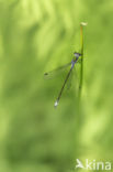 Gewone pantserjuffer (Lestes sponsa)