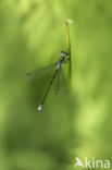 Gewone pantserjuffer (Lestes sponsa)