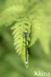 Emerald Damselfly (Lestes sponsa)