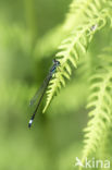 Emerald Damselfly (Lestes sponsa)