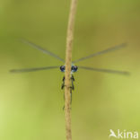 Gewone pantserjuffer (Lestes sponsa)