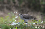 Havik (Accipiter gentilis)