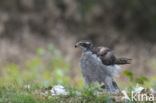 Goshawk (Accipiter gentilis)