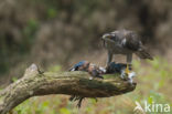 Goshawk (Accipiter gentilis)