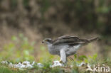 Havik (Accipiter gentilis)