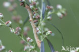 Ringspikkelspanner (Hypomecis punctinalis)