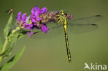 Yellow-legged Dragonfly (Gomphus flavipes)