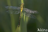 Yellow-legged Dragonfly (Gomphus flavipes)