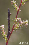 Gewone Spikkelspanner (Ectropis crepuscularia)