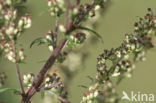 Bijvoetmonnik (Cucullia artemisiae)