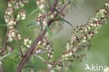 Bijvoetmonnik (Cucullia artemisiae)