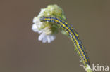 Resedawitje (Pontia daplidice)