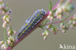 Resedawitje (Pontia daplidice)