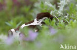 Garden Tiger (Arctia caja)