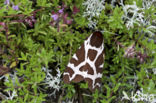 Garden Tiger (Arctia caja)