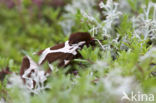 Garden Tiger (Arctia caja)