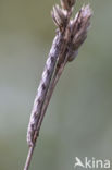 Common Heath (Ematurga atomaria)