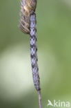 Common Heath (Ematurga atomaria)