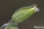 Lichte daguil (Heliothis viriplaca)
