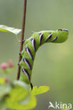 Privet Hawk-moth (Sphinx ligustri)
