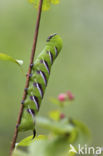 Privet Hawk-moth (Sphinx ligustri)